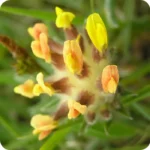 Close up of Kidney Vetch Anthyllis vulneraria with yellow flower puts on a slim green stem