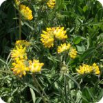 Kidney Vetch (Anthyllis vulneraria) plug plants - Image 3