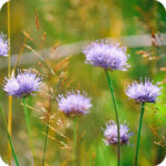 photo of flowers from the Hay Meadow Area 40 Plug Plant Mix in natural habitat