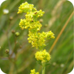 Lady's Bedstraw Galium verum a tall upright plant with clusters of yellow flower balls