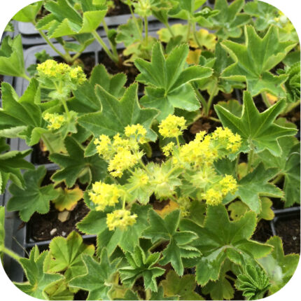 Smooth Lady’s-mantle (Alchemilla glabra)
