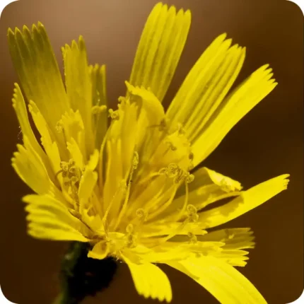 Autumn Hawkbit flower