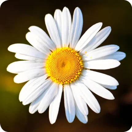 Close up of Oxeye Daisy (Leucanthemum vulgare) white flower with small petals and a bright yellow centre