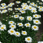 Oxeye Daisy (Leucanthemum vulgare) plug plants - Image 3