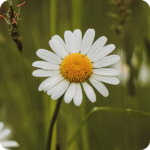 Oxeye Daisy (Leucanthemum vulgare) plug plants - Image 2