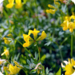 Pollinators Plug Plant Mix - Image 4