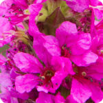 Purple Loosestrife (Lythrum salicaria) plug plants