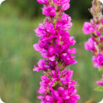Purple Loosestrife