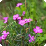 Maiden Pink (Dianthus deltoides) plug plants - Image 2