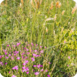 Maiden Pink (Dianthus deltoides) plug plants - Image 3