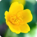marsh Marigold flower