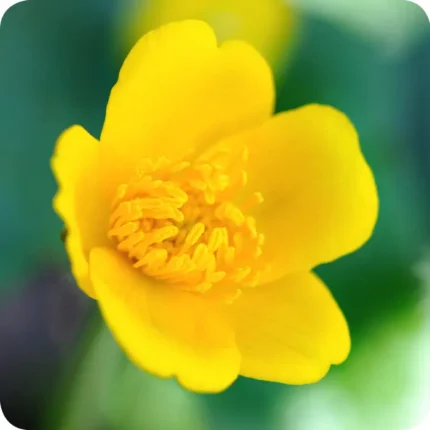 marsh Marigold flower