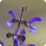 Meadow Clary (Salvia pratensis) plug plants