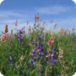 Meadow Clary (Salvia pratensis) plug plants - Image 3