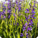 Meadow Clary (Salvia pratensis) plug plants - Image 2