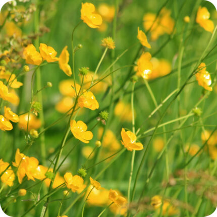 Meadow Buttercup flower