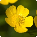 Meadow Buttercup flower