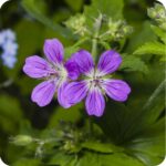 Meadow Cranes Bill flower