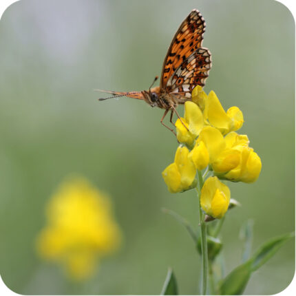 Meadow vetchling flower