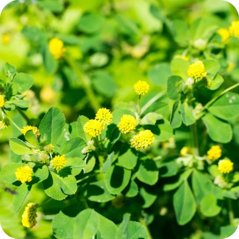 Black Medick (Medicago lupulina) low-growing plant with trifoliate leaves and clusters of tiny yellow flowers.