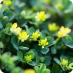 Black Medick (Medicago lupulina) close up of small bright yellow clustered flowers amongst dark green leaves.