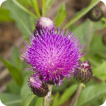 Close up of Melancholy Thistle Cirsium heterophyllum a purple flower with purple spikey stamens