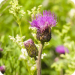 Melancholy Thistle (Cirsium heterophyllum) plug plants - Image 3