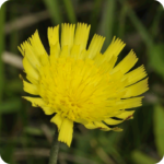 Mouse-ear Hawkweed (Pilosella officinarum) plug plants