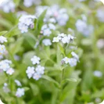Water Forget-Me-Not (Myosotis scorpioides) plug plants - Image 3