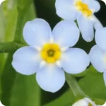 Close up of Water Forget-me-not (Myosotis scorpioides) a pale blue flower with a yellow centre