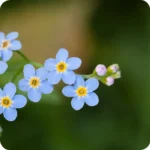 Wood Forget-Me-Not (Myosotis sylvatica) plug plants - Image 2