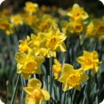 Wild Daffodil Narcissus pseudonarcissus Lobularis slender green leaves with delicate yellow spring flowers.