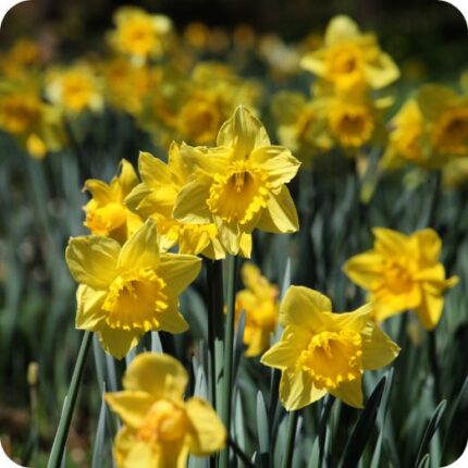 Wild Daffodil Narcissus pseudonarcissus Lobularis slender green leaves with delicate yellow spring flowers.
