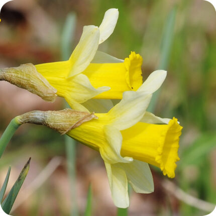 Wild Daffodil Narcissus pseudonarcissus Lobularis pale yellow blooms with a soft trumpet shaped centre.