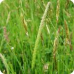 Native Meadow Grass Seed Mix - Image 2