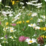 Neutral-Hay-Meadow-Wildflower-Seeds-Only-Mix