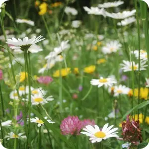 Neutral-Hay-Meadow-Wildflower-Seeds-Only-Mix
