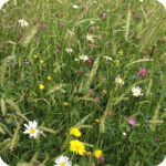 General Neutral Hay Meadow 80:20 Seed mix - Image 3