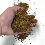 Partially cleaned yellow rattle seed in hand
