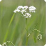 pignut flower