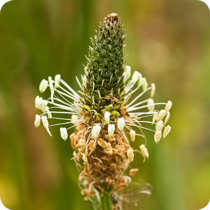 Ribwort Plantain Plantago lanceolata
