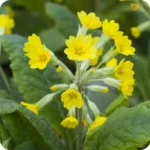 Cowslip (Primula veris) plug plants