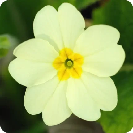 Close up of Primrose Primula vulgaris a pale yellow flower with a bright yellow centre