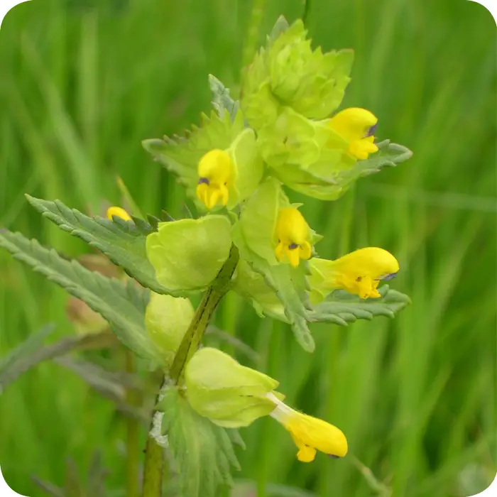Rhinanthus-minor-seed Yellow Rattle Rhinanthus minor low growing plant with bright yellow tubular flowers and green foliage.