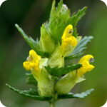 Yellow Rattle (Rhinanthus minor) close up of tubular yellow flowers with green calyx on slender stems.
