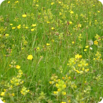 Yellow Rattle (Rhinanthus minor) growing in grassy meadows among wildflowers with yellow blooms on slender stems.