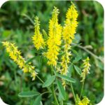 Ribbed Melilot (Melilotus officinalis) plug plants