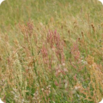 Common Sorrel (Rumex acetosa) plug plants - Image 2