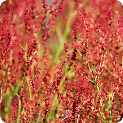 Sheep's Sorrel (Rumex acetosella) close-up of tiny reddish-green flowers on slender stems with arrow-shaped leaves.