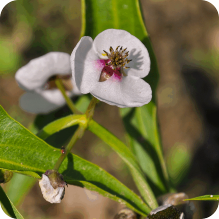 Arrowhead (Sagittaria sagittifolia) close up of white three petalled flower with yellow centre.